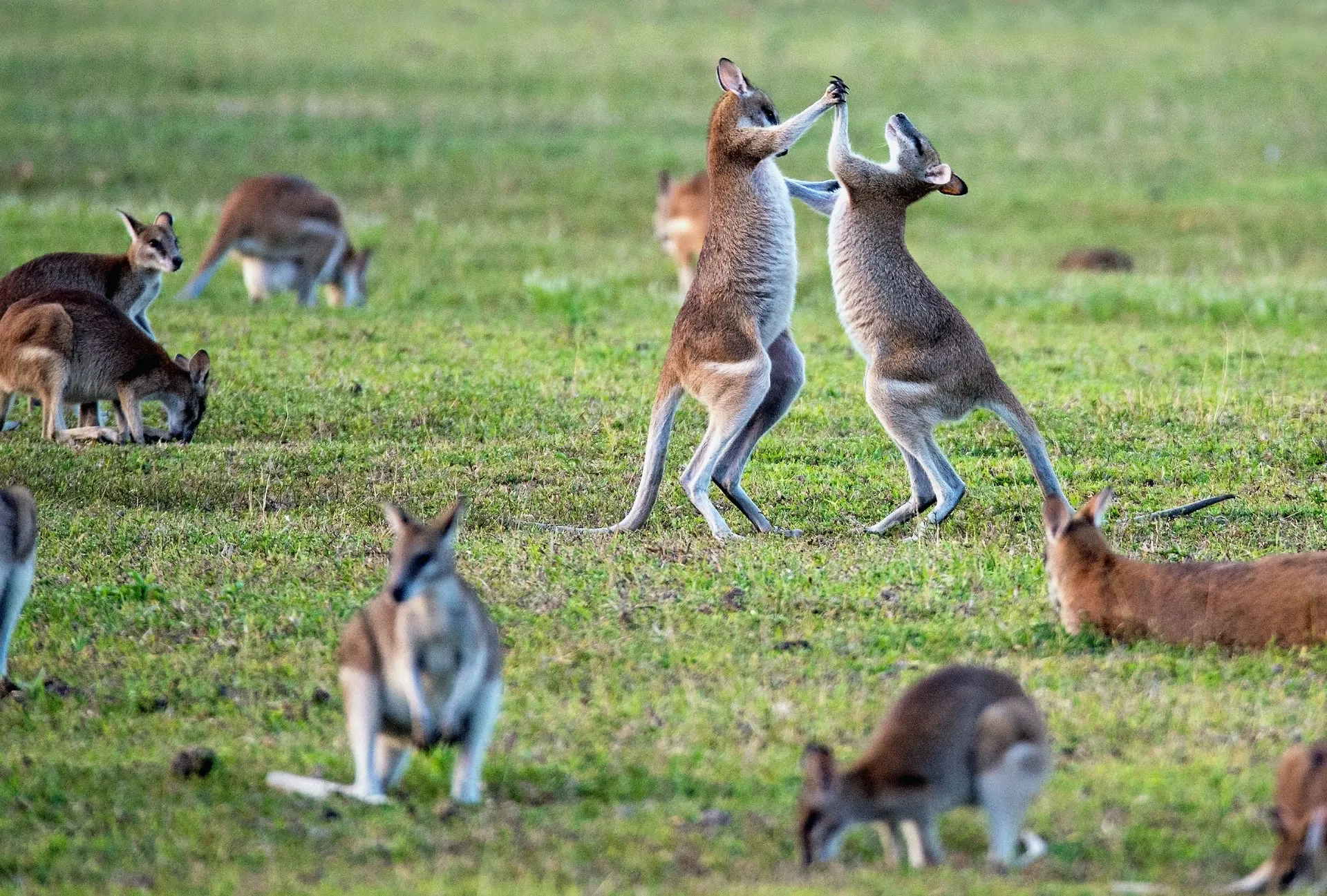 Two kangaroos box in a grassy field while others graze around them.