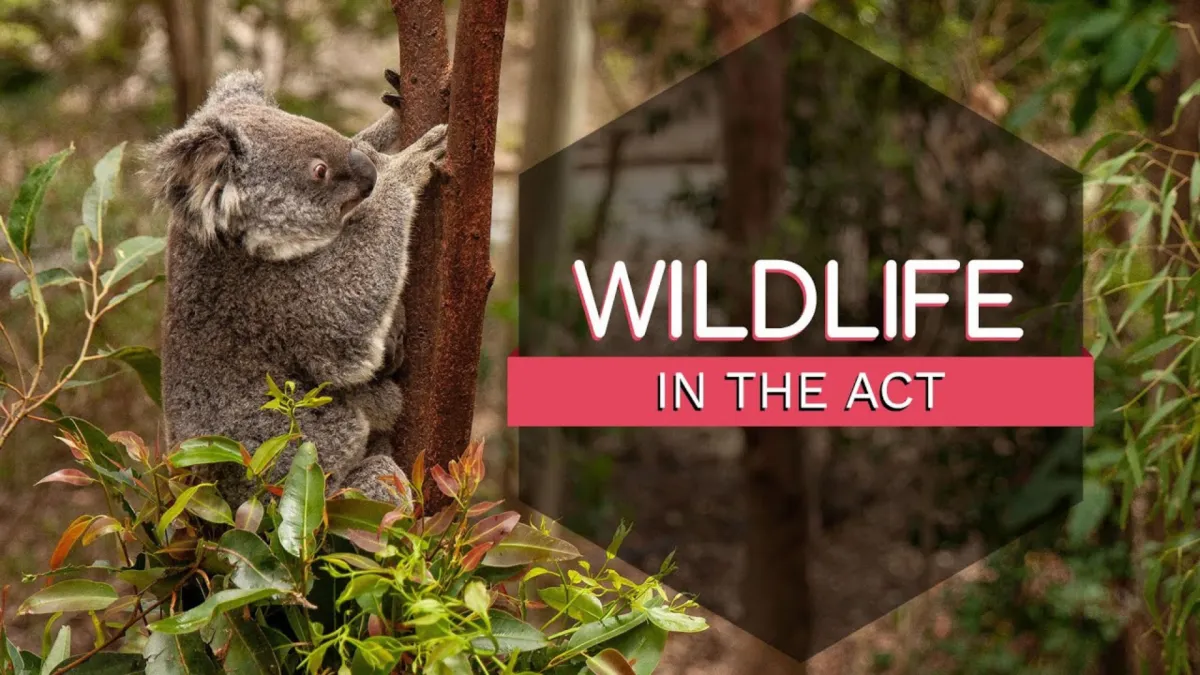 A koala climbing a tree, with the title Wildlife in the ACT.