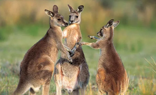 Three kangaroos standing upright in a grassy field, two facing and clasping forepaws while a third reaches in as if joining their interaction.