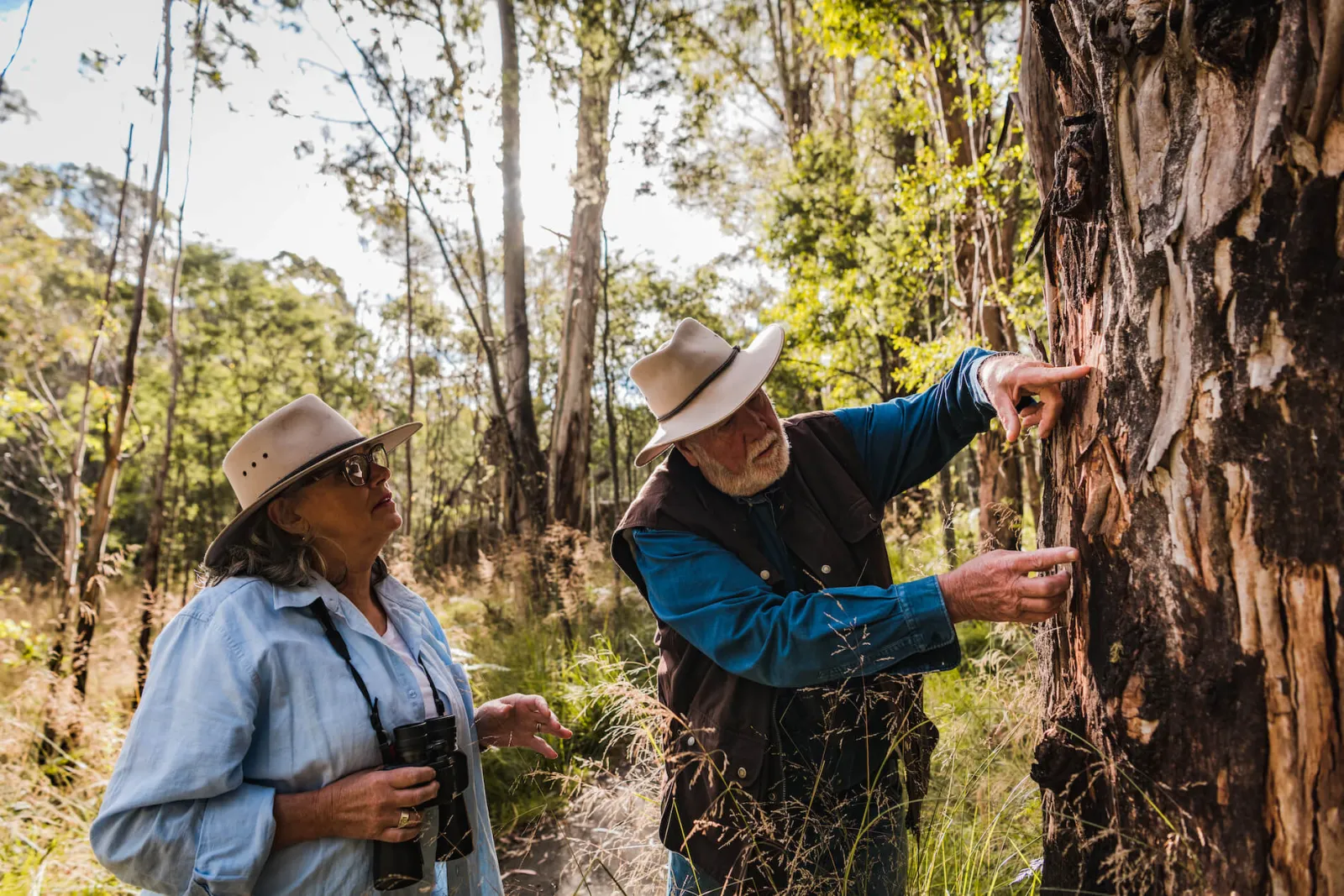 A guide in a hat points out the bark of a tall eucalyptus to a visitor holding binoculars.
