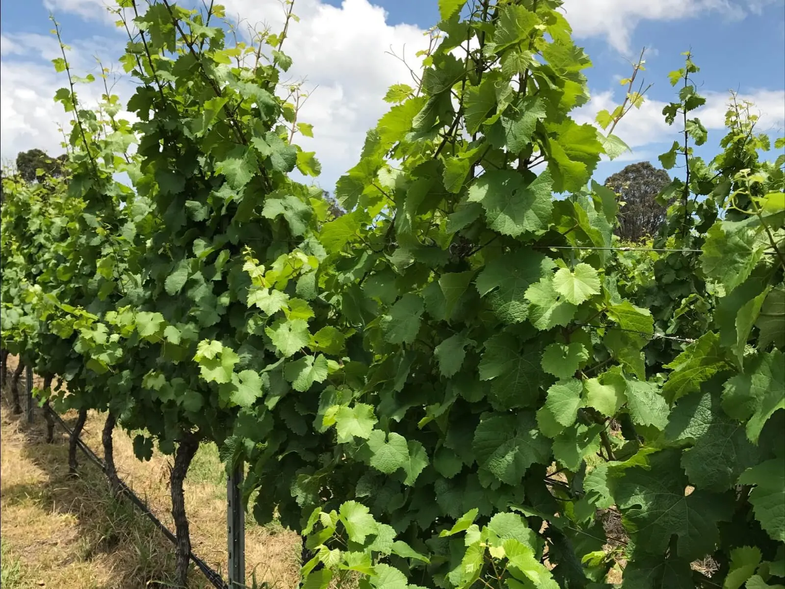 Rows of green grapevines under a blue sky.