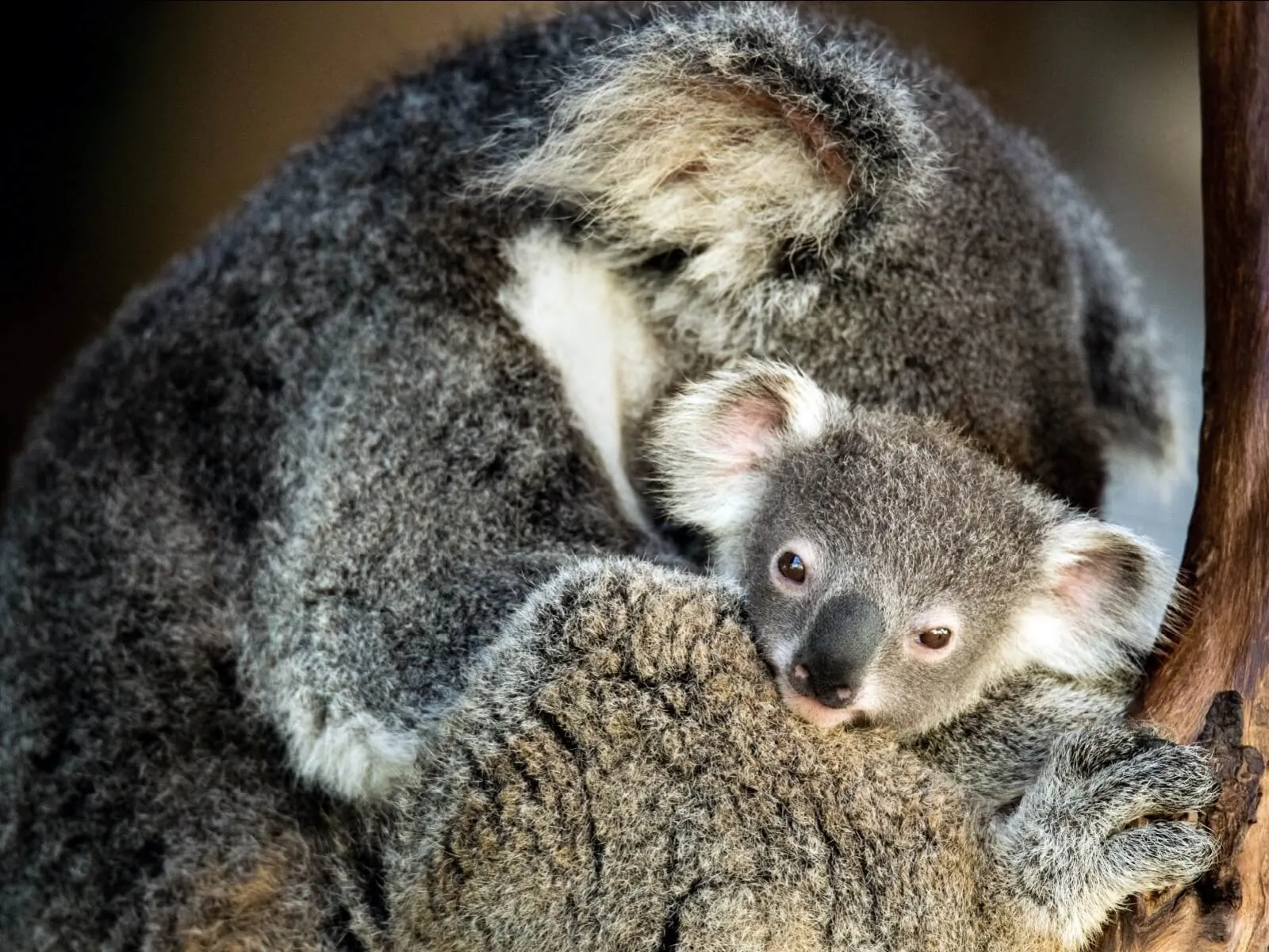 A young koala nestled against its mother’s grey fur.