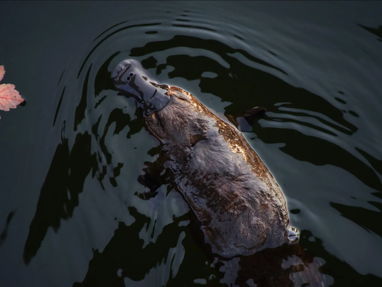 A platypus swimming at the surface of dark water.