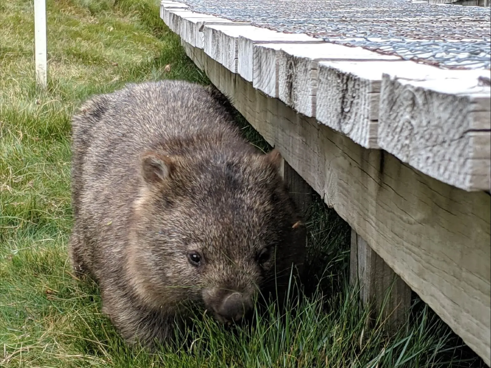 A wombat in the grass beside the edge of a wooden boardwalk.