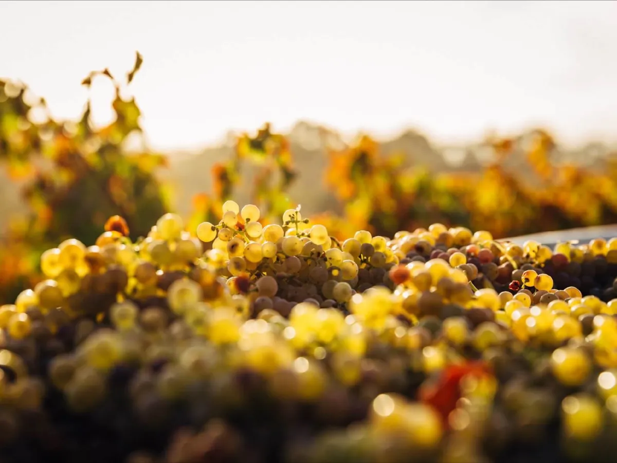 Bunches of white grapes on the vine at sunset.