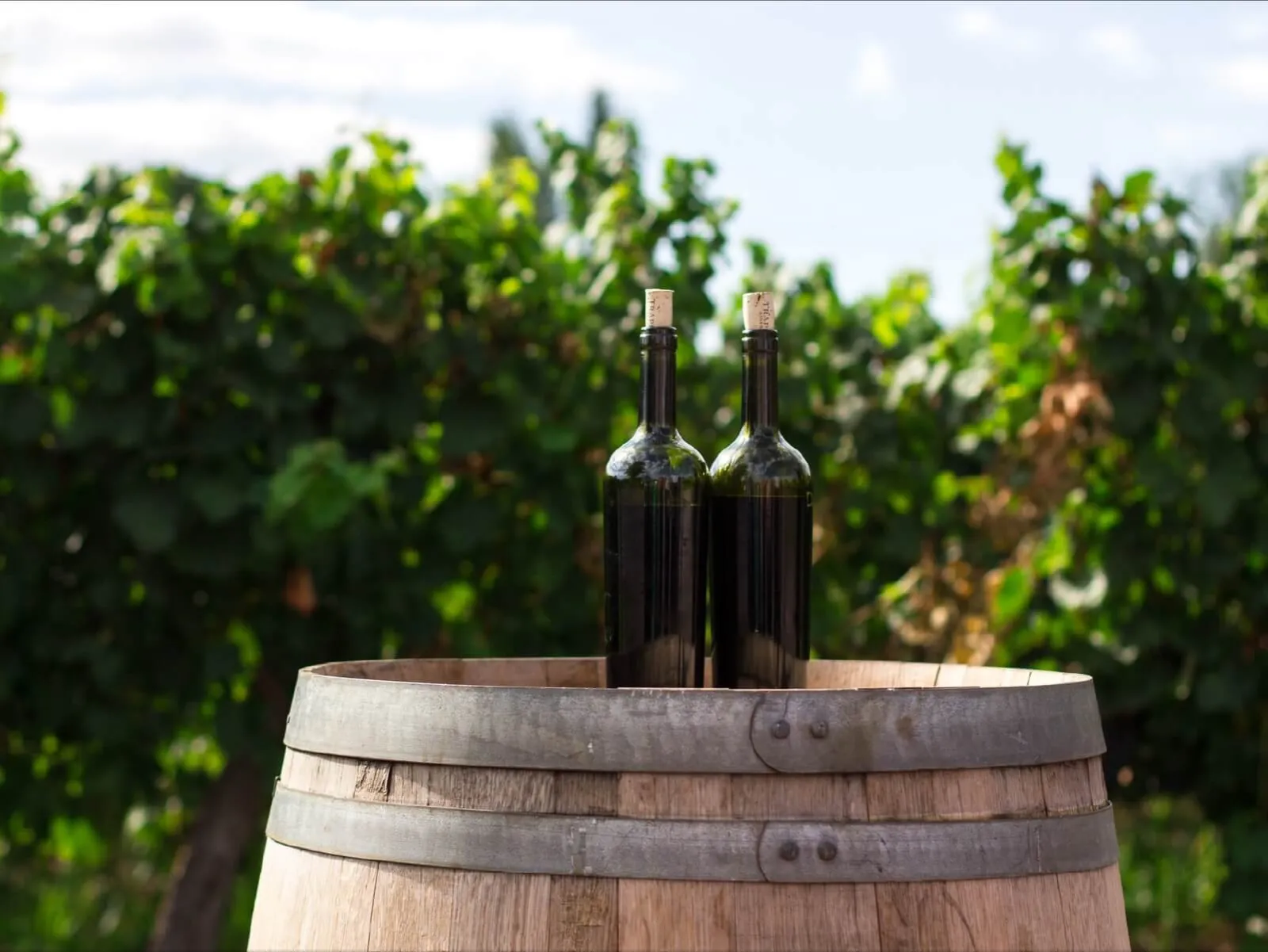 Two bottles of red wine on a barrel in a vineyard.