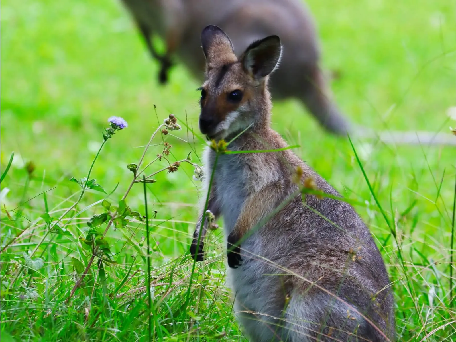 A wallaby sitting up in long green grass.
