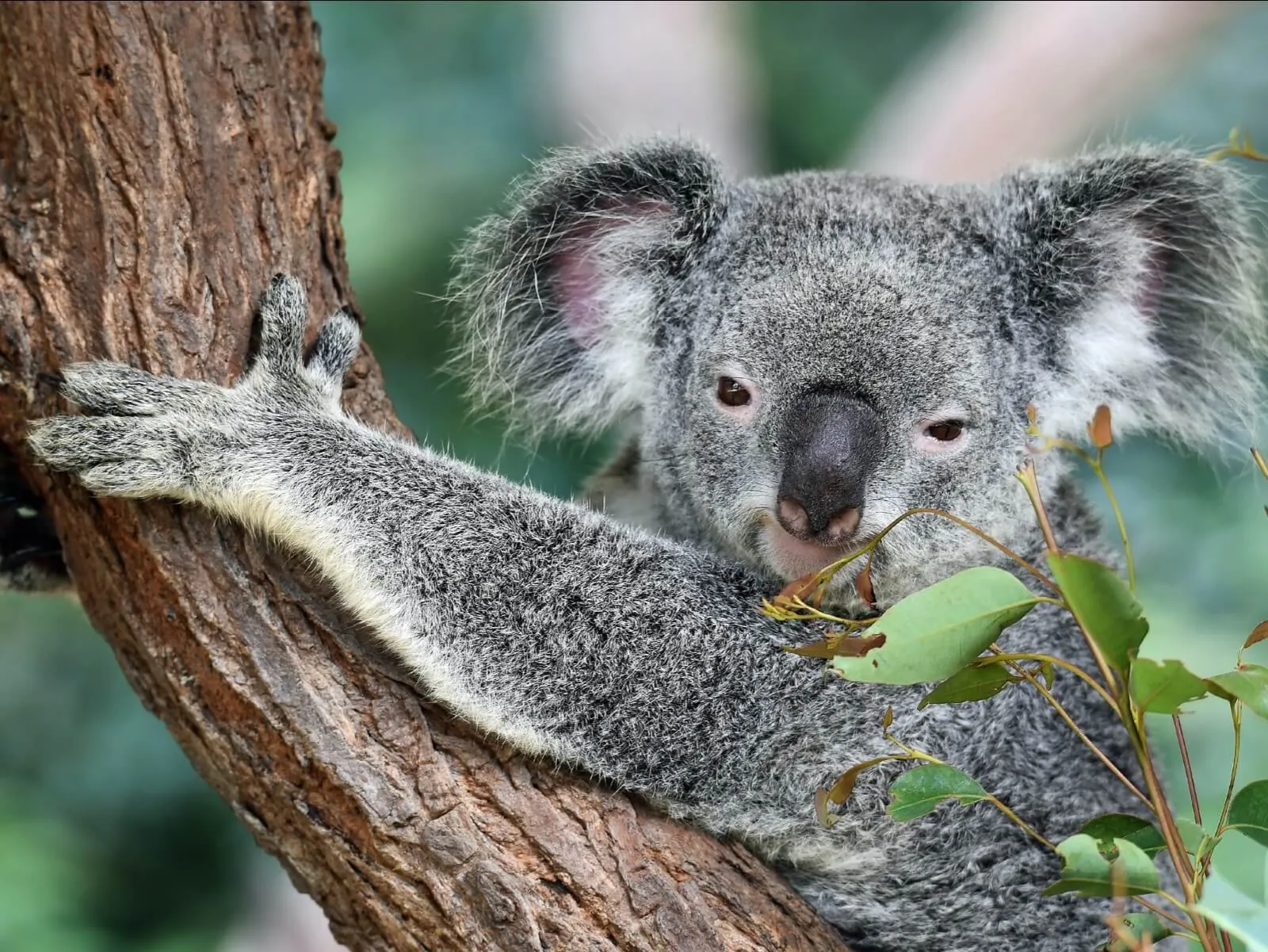 A koala holding on to the trunk of a eucalyptus tree.