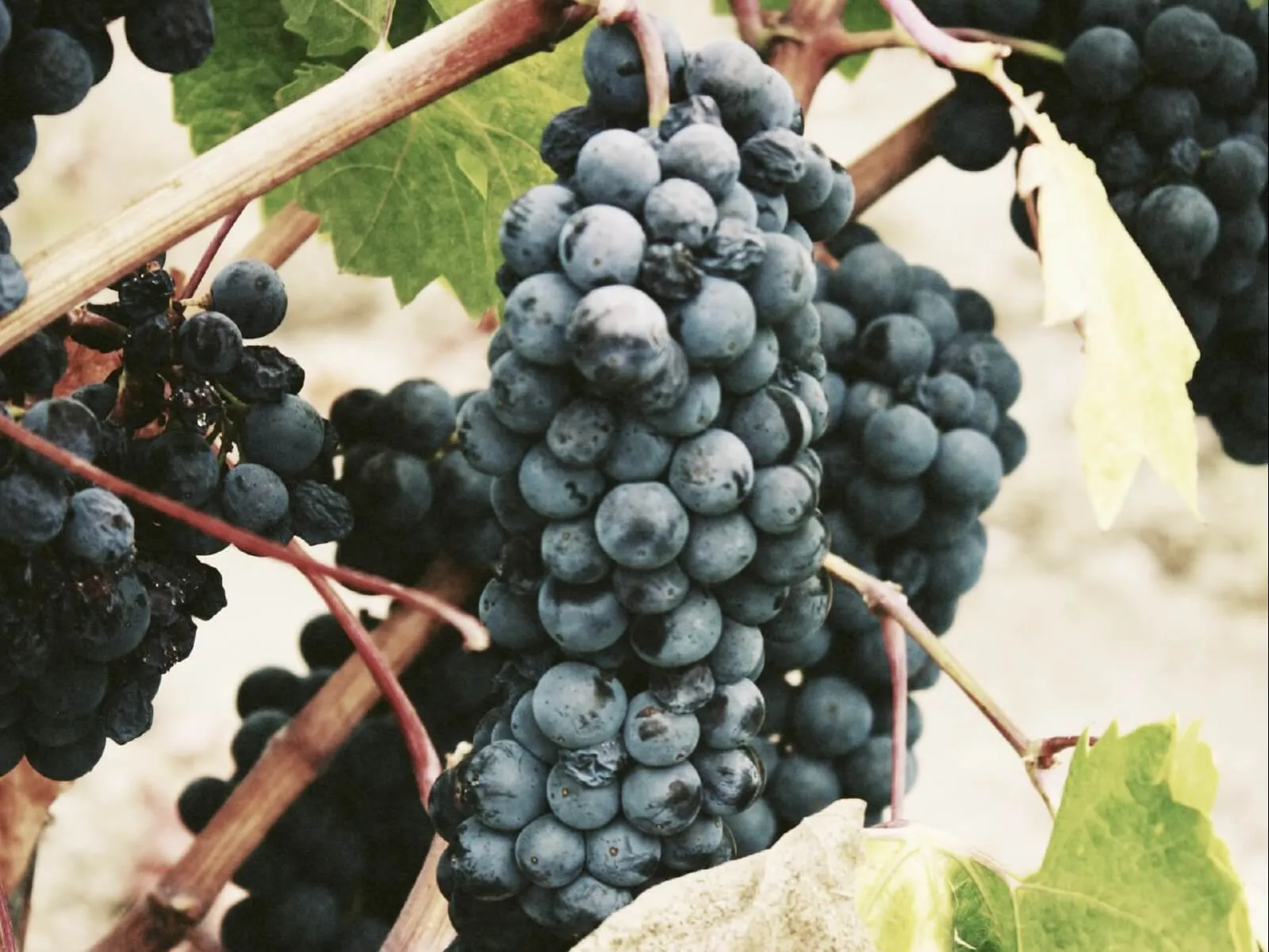 Bunches of dark red grapes on the vine.