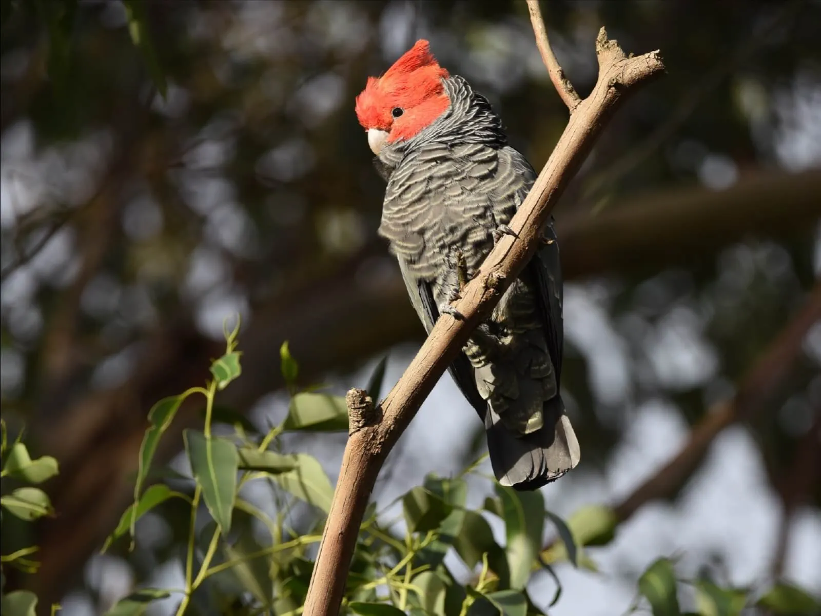 A gang-gang cockatoo with a red head perched on a bare branch.