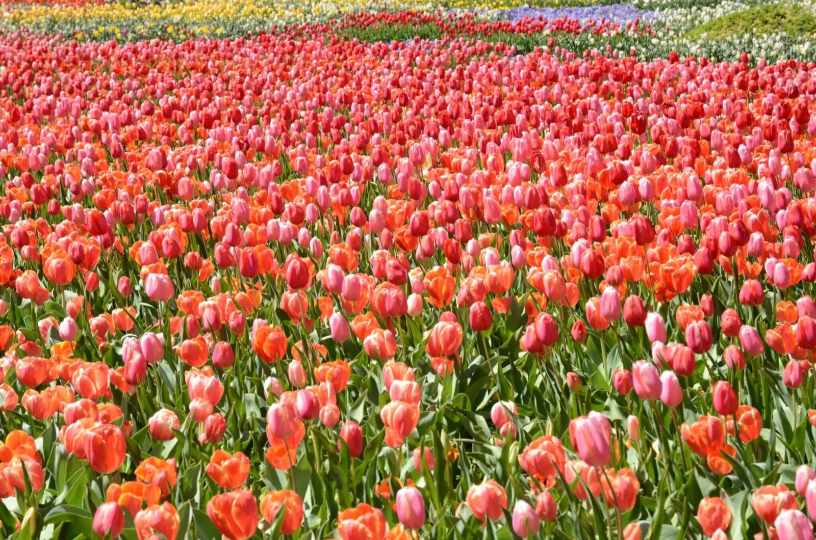 A wide field of red and pink tulips in bloom.