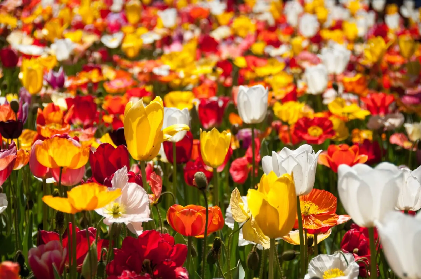 A dense flowerbed of yellow, white and red tulips and orange, yellow and white poppies in bright sunshine.