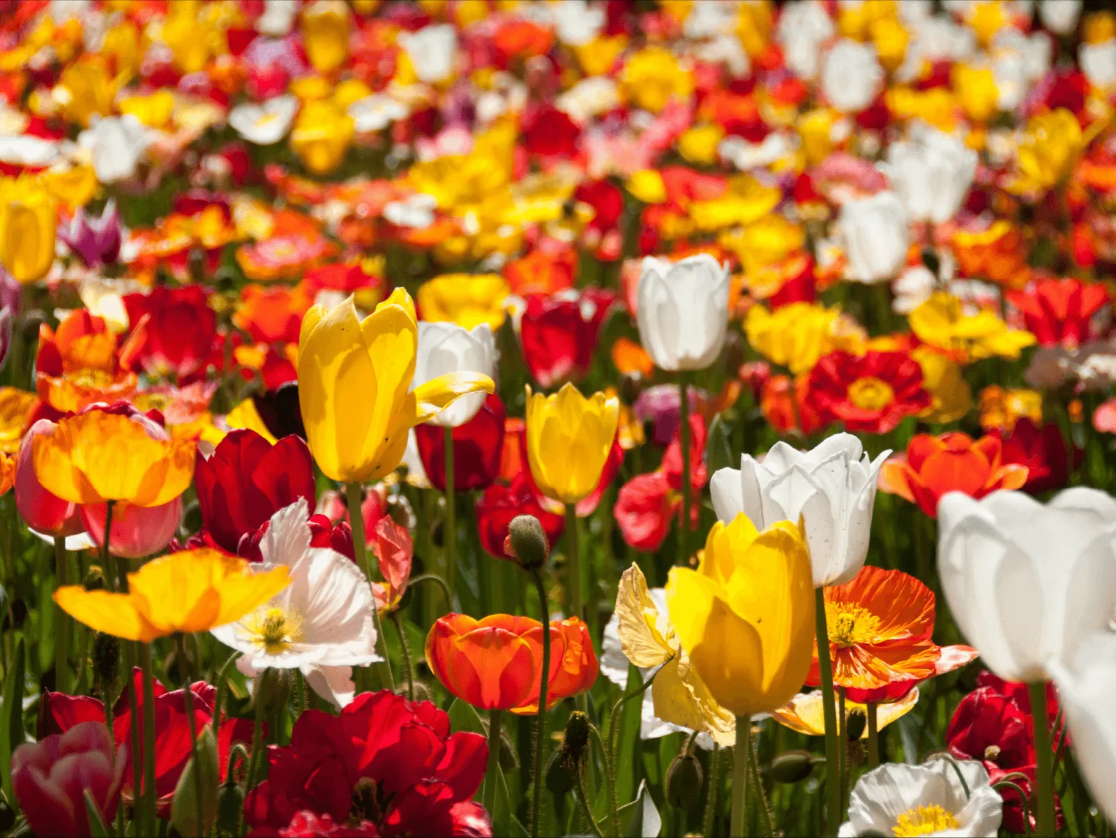 Close-up of yellow, white and red tulips among orange and white poppies.