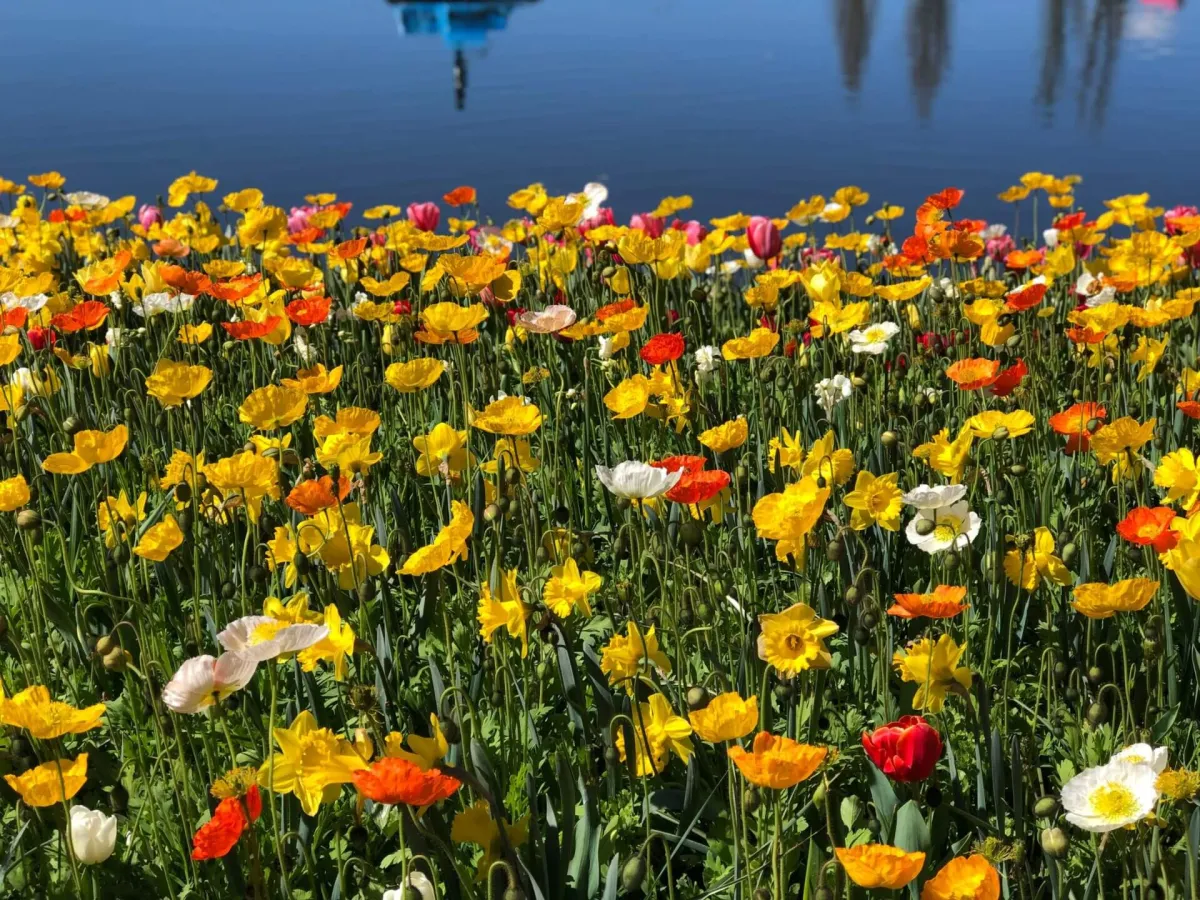 Beds of yellow, orange, red and white poppies in bloom in spring.