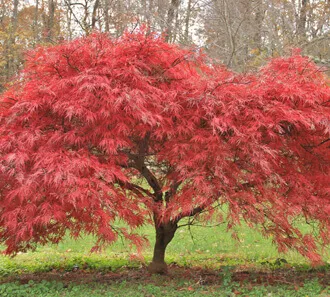 A Japanese maple with bright red leaves on a lawn.