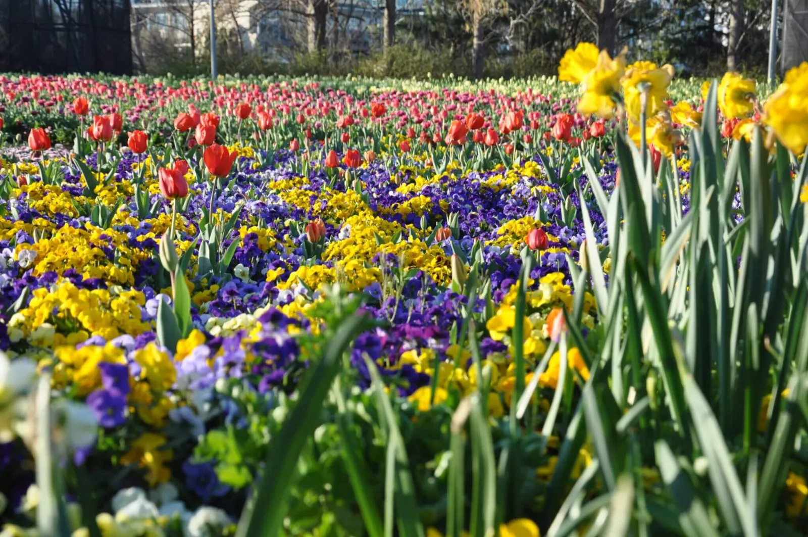 Sunlit flowerbed with dense swathes of purple and yellow pansies, scattered red tulips and a row of yellow daffodils with trees in the background.