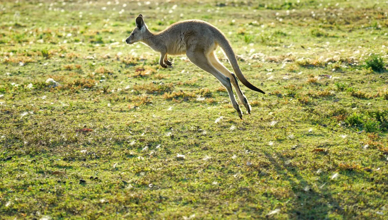 A grey kangaroo in mid-hop across a sunlit grassy field.