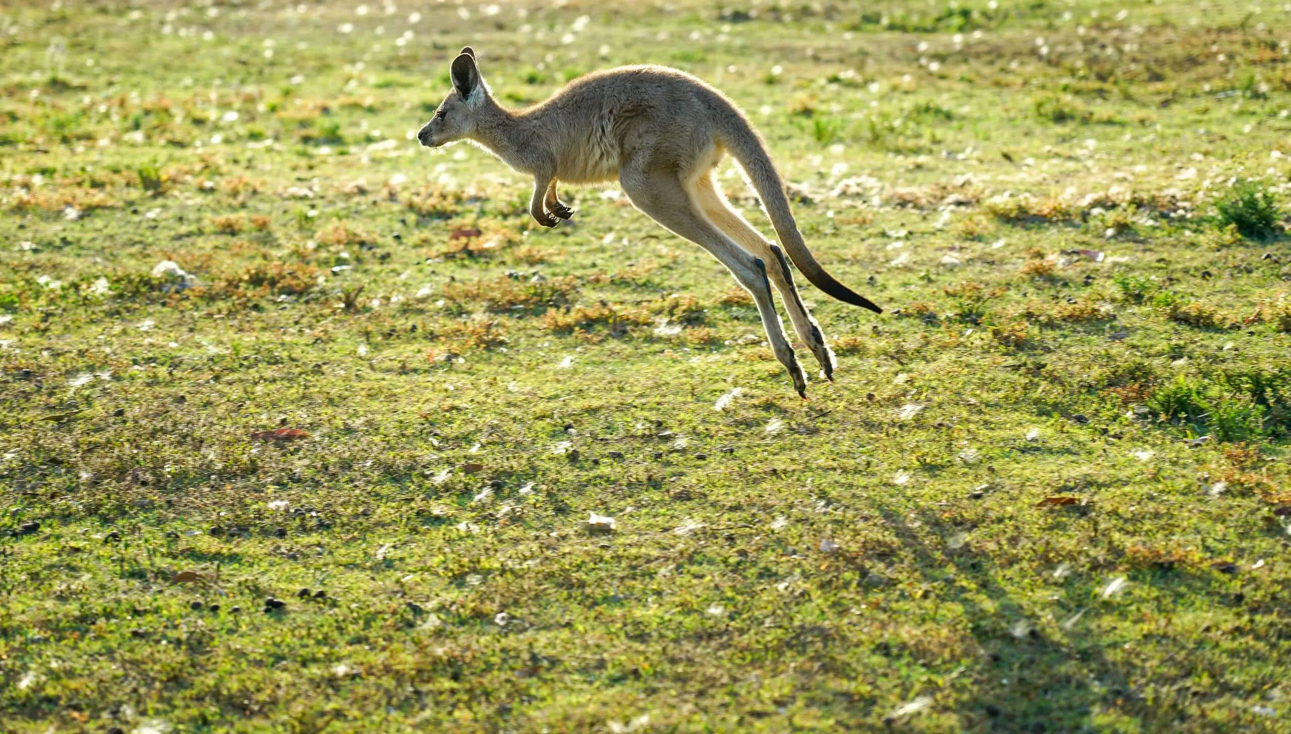 A grey kangaroo in mid-hop across a sunlit grassy field.