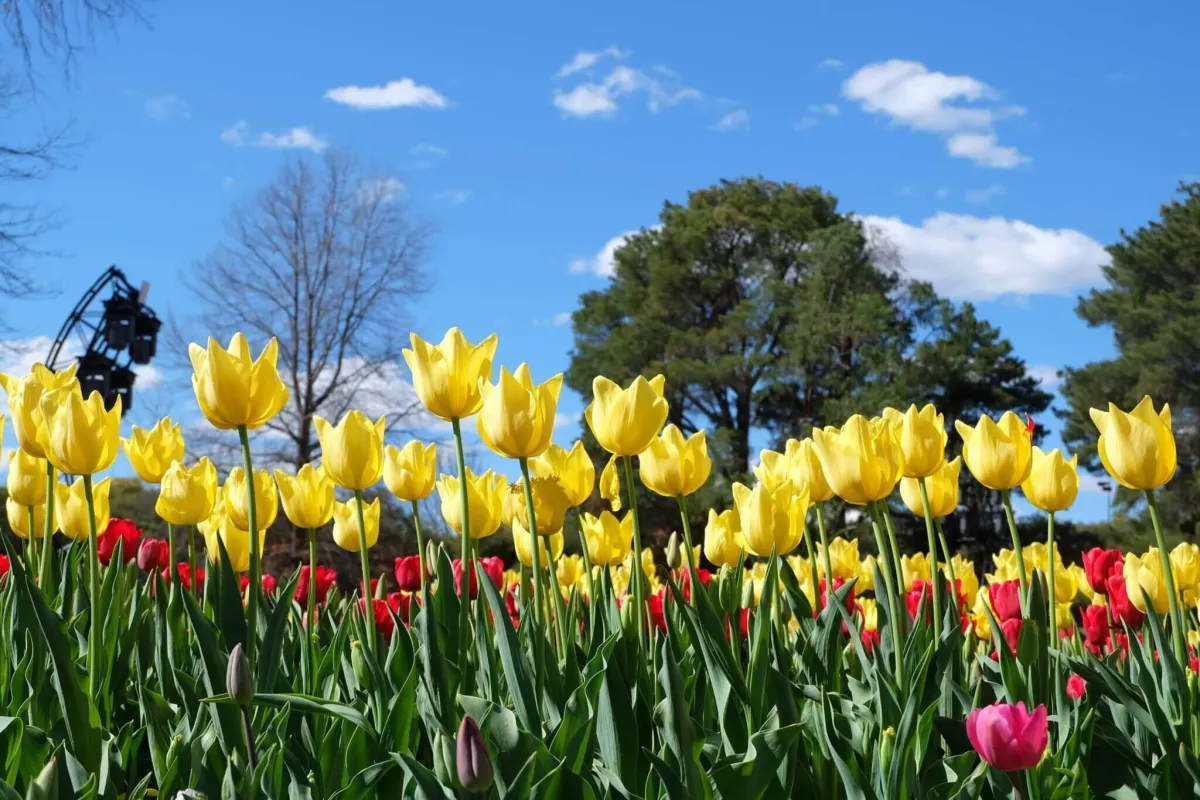 Bright yellow tulips with a few red and pink blooms interspersed in the foreground, set against green foliage, tall trees and a clear blue sky with scattered white clouds.