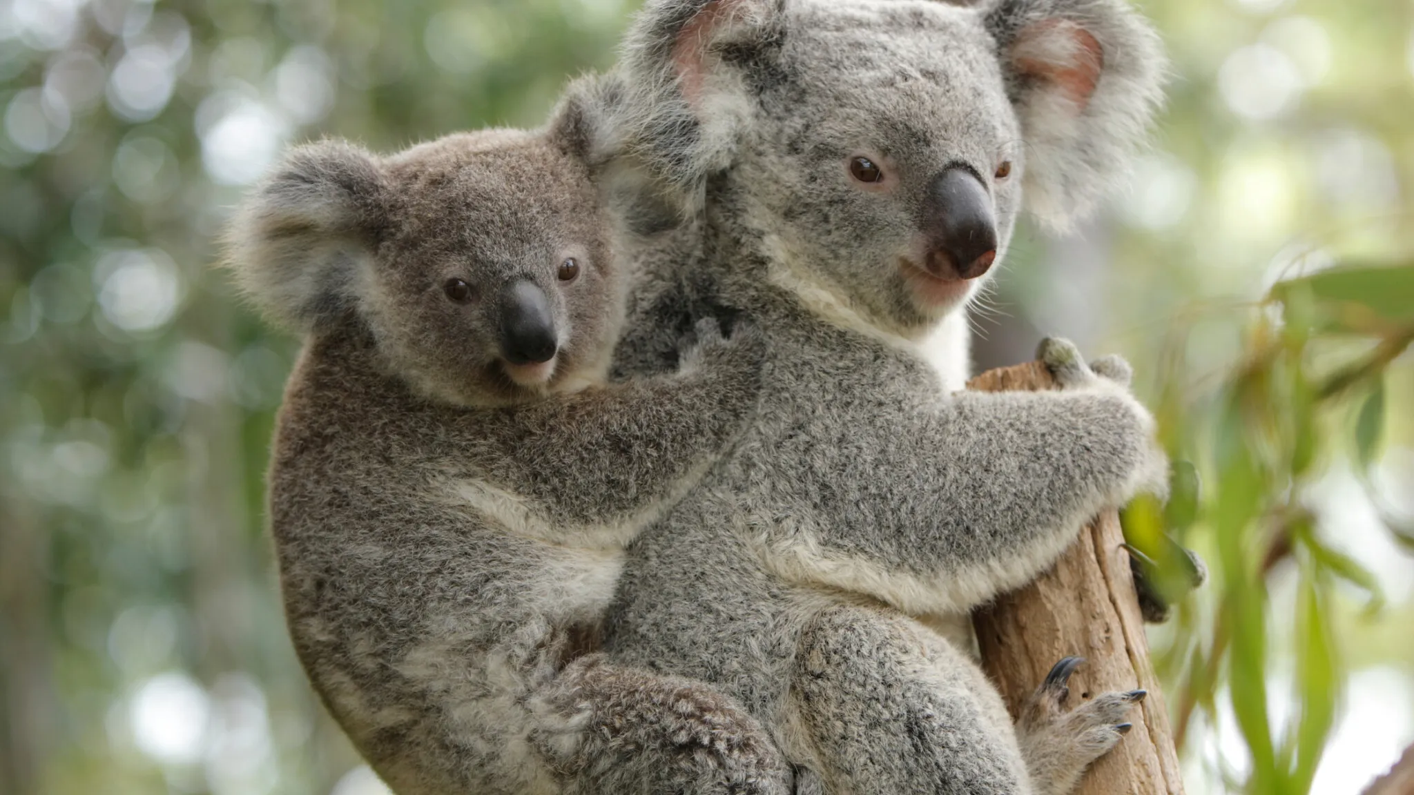 A mother koala with her joey on her back, holding on to a tree.
