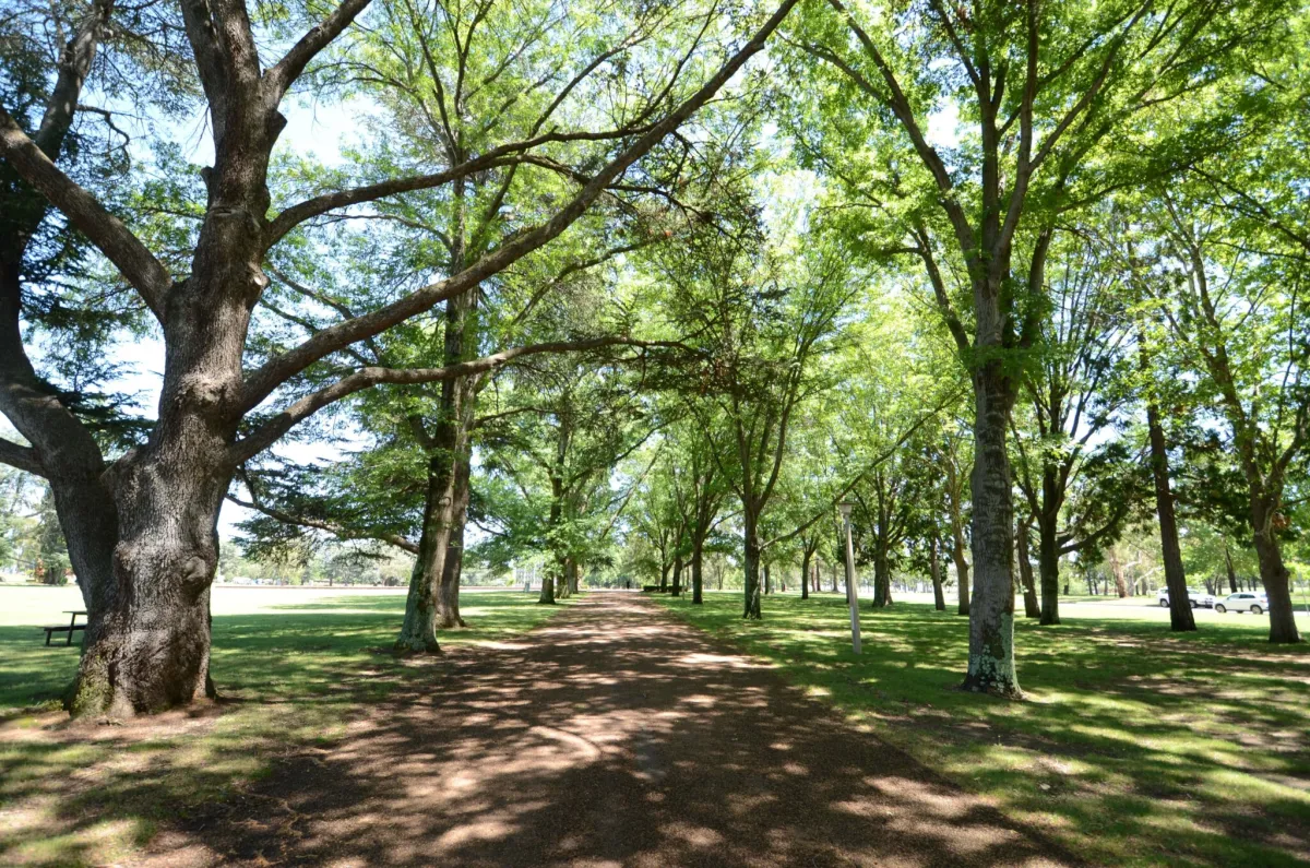 Sunlit park with a wide dirt path flanked by large leafy trees forming a green canopy and casting dappled shadows on the path and surrounding grass.