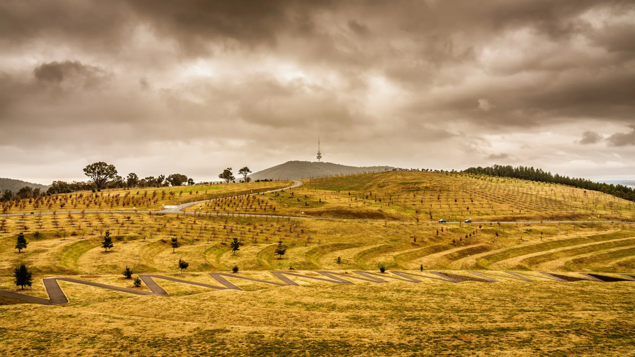 Rows of young trees across the hills of the National Arboretum under a cloudy sky.