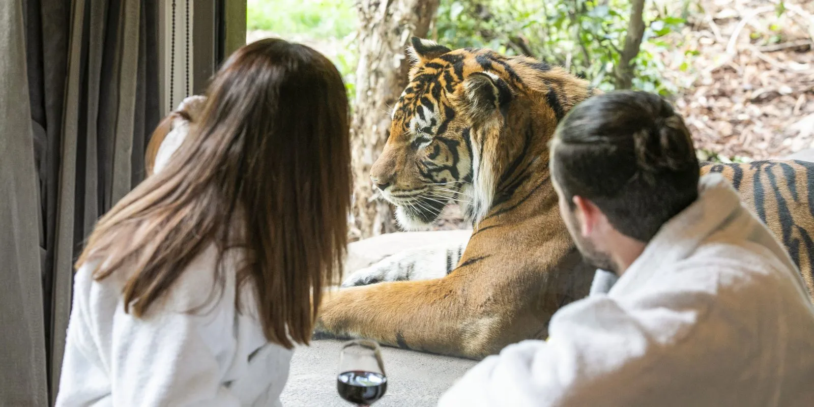 A couple in bathrobes watch a tiger through the glass wall of their room at Jamala Wildlife Lodge.