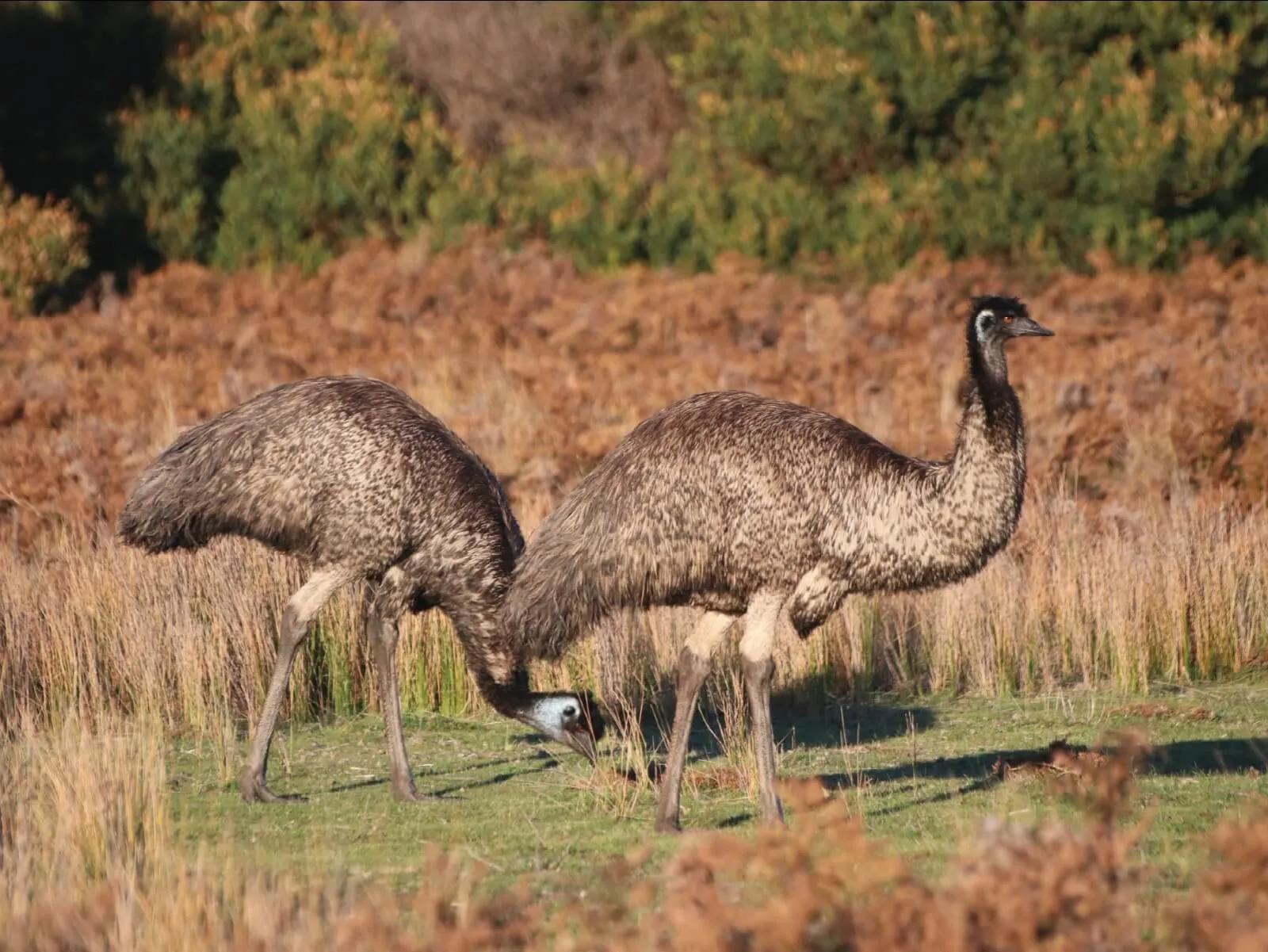 Two emus feeding in golden grass and bracken.