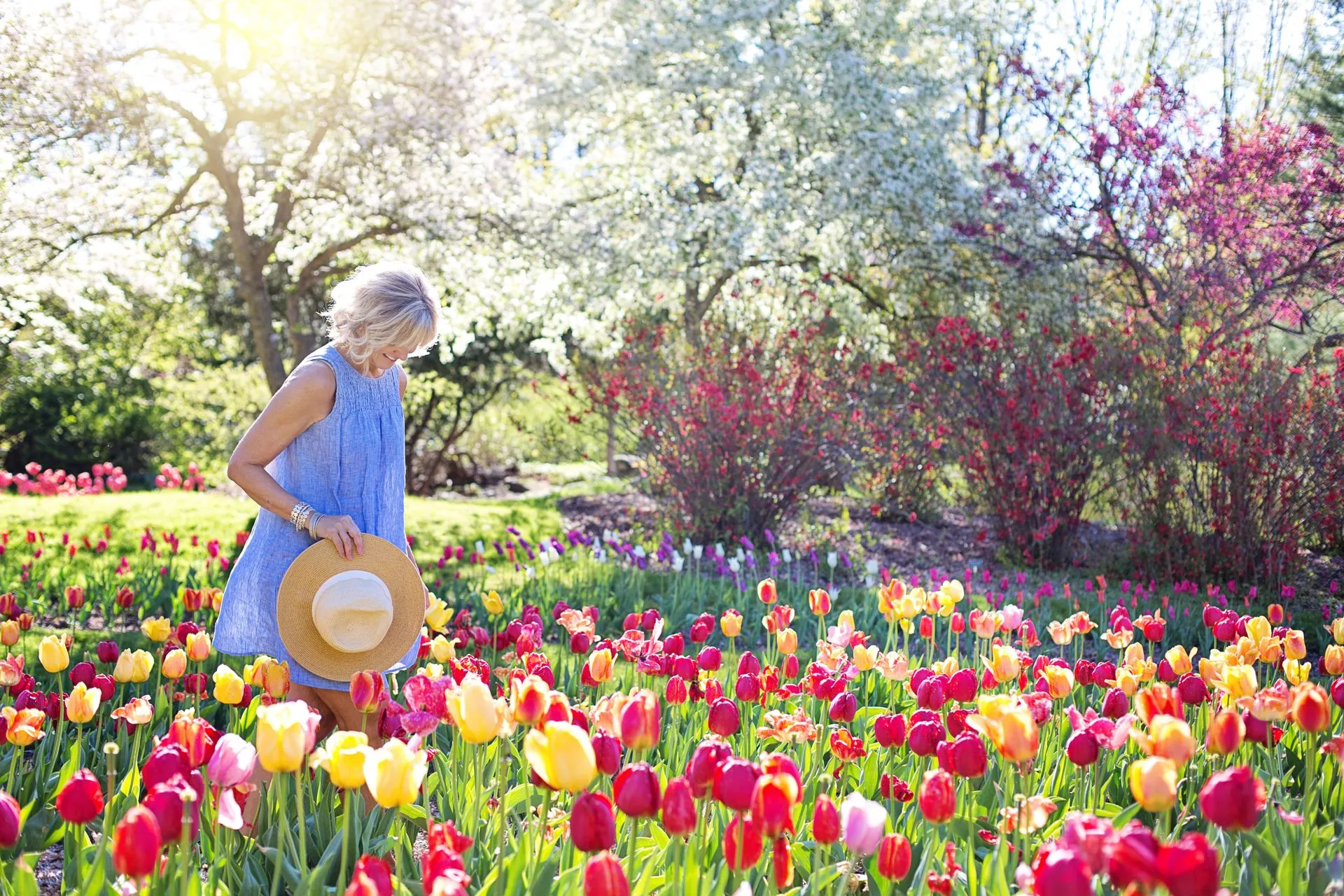 A woman in a blue dress, holding a straw hat, walks through a garden bed of red, yellow and pink tulips under blossoming trees.